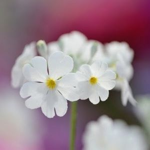 Meet your Posher, Faye